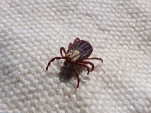 Tick Removal